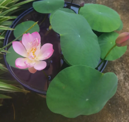 碗莲用什么盆好