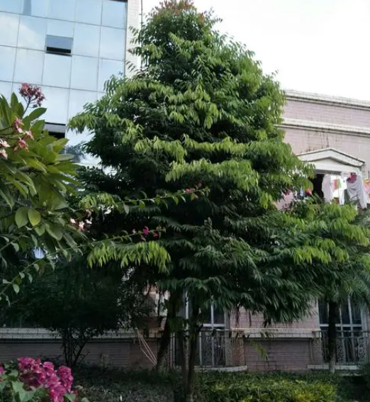 窗前适合种什么树
