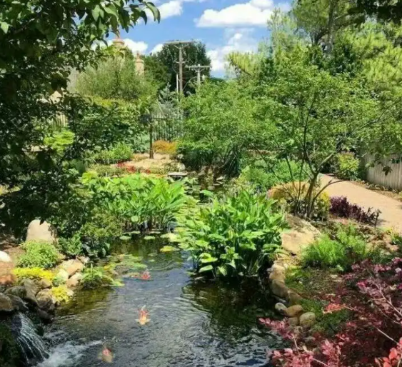 鱼池边适合种什么树
