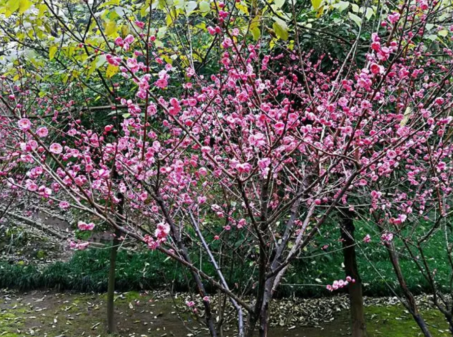 祠堂里适合种什么树
