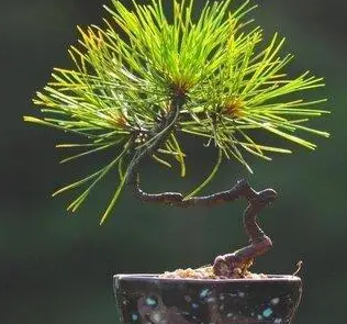 松针树盆景怎么养护方法