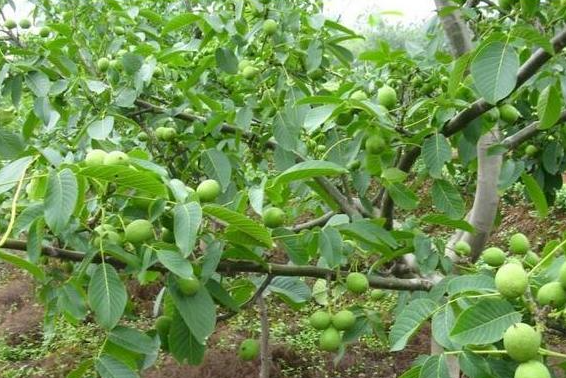 核桃栽种方法和注意事项