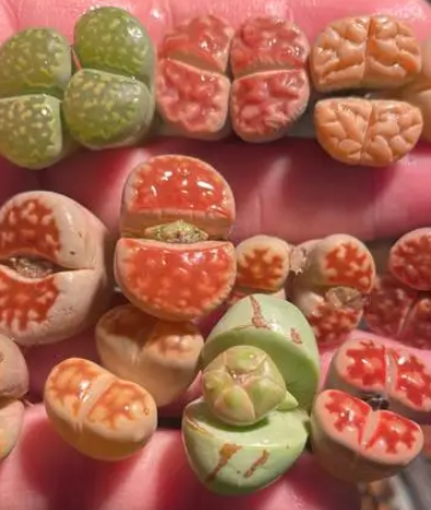 生石花僵苗怎么办