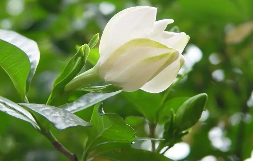 栀子花僵苗怎么办