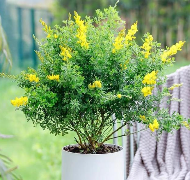 金雀花盆景怎么养护方法