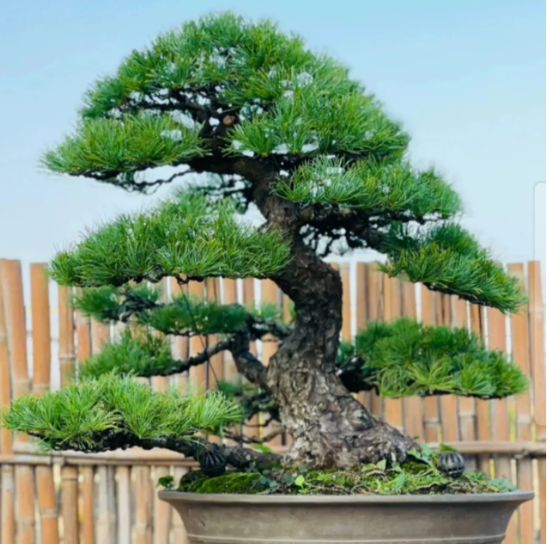 松树盆景怎么养护方法
