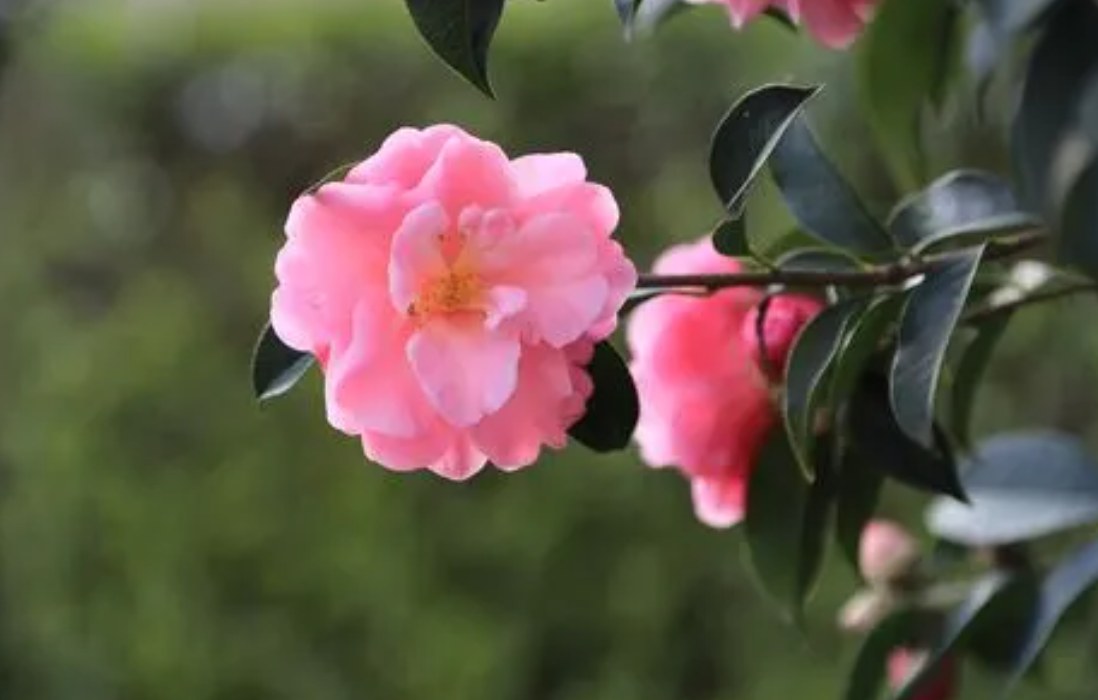 茶花僵苗怎么办