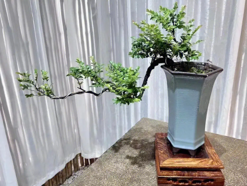 黑骨茶盆景怎么养护