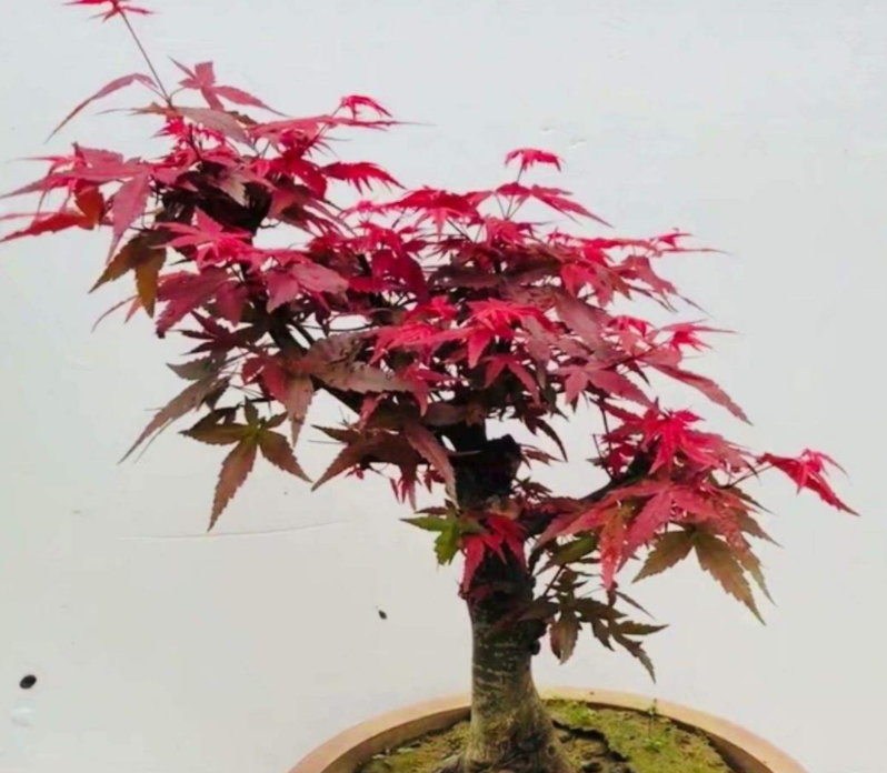 红叶枫树盆景怎么养护方法