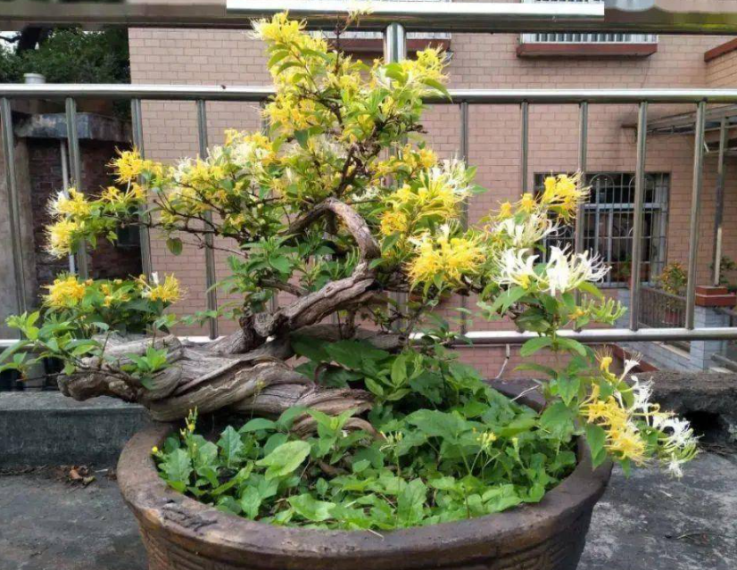 金银花盆景怎么养护方法
