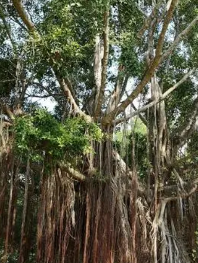 山紫甲盆景怎么养护方法