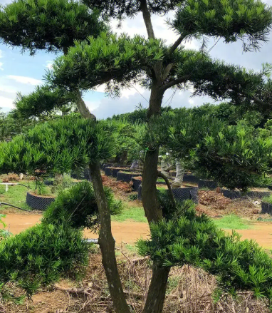 罗汉松盆景怎么养护方法