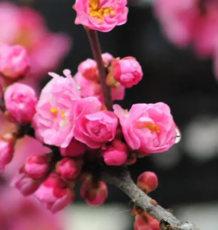 梅花什么时候剪枝合适