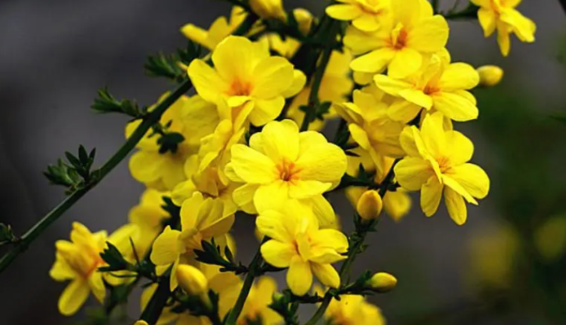 迎春花什么时候剪枝合适