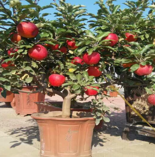 盆栽苹果什么时候剪枝合适