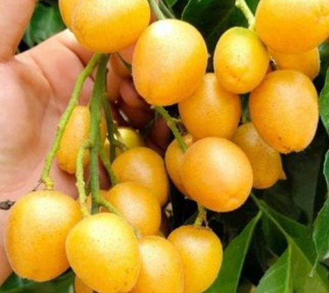 黄皮果树什么时候剪枝合适