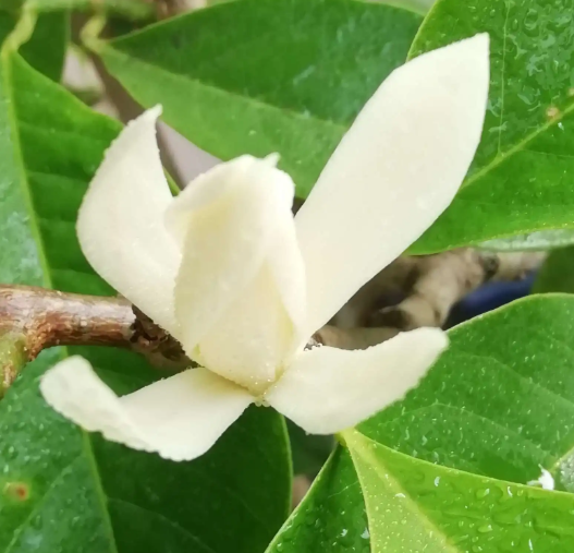 树木什么时候剪枝合适