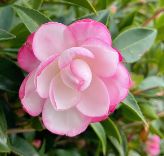 茶花什么时候剪枝合适