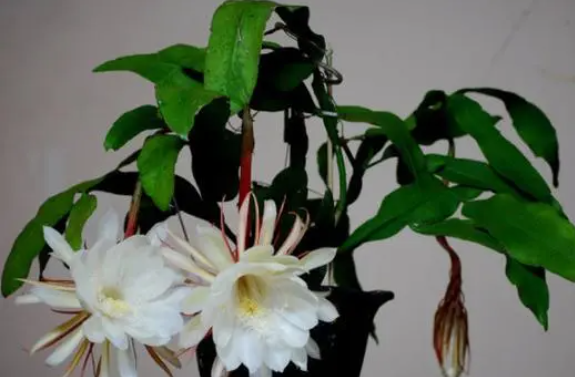 昙花什么时候剪枝合适