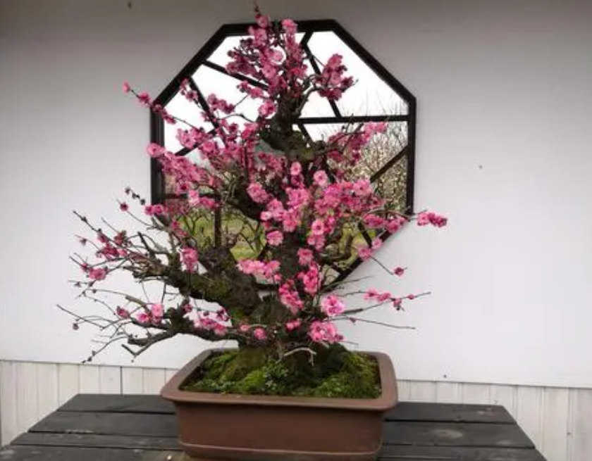盆栽梅花什么时候剪枝合适