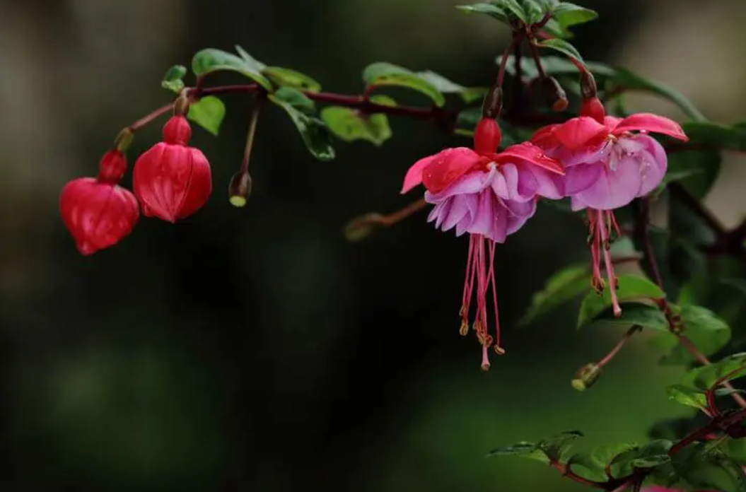 灯笼花什么时候剪枝合适