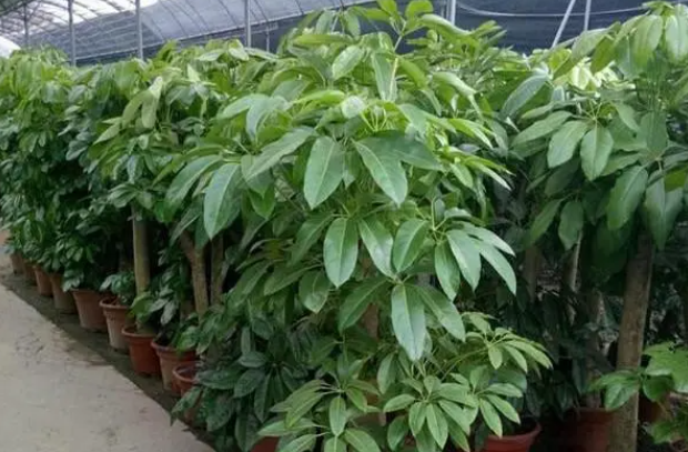 招财树什么时候剪枝合适