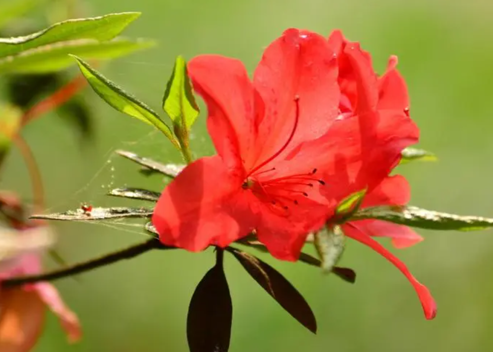 杜鹃花什么时候剪枝合适