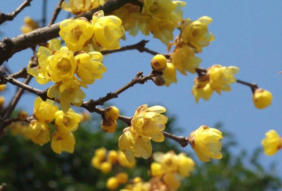 腊梅花什么时候剪枝合适
