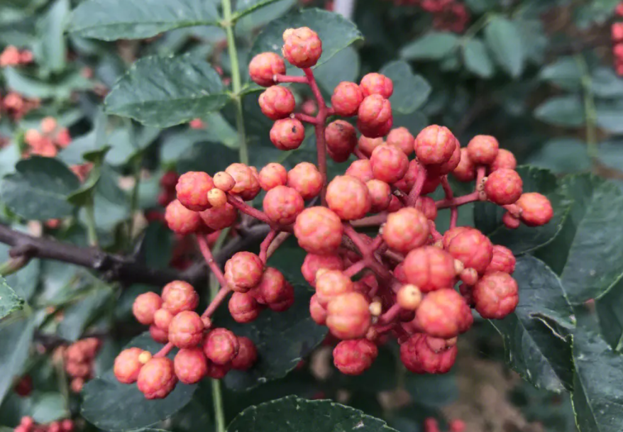花椒适合什么土壤种植