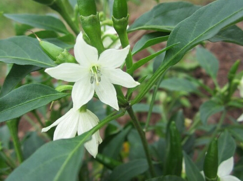 辣椒是自花授粉吗
