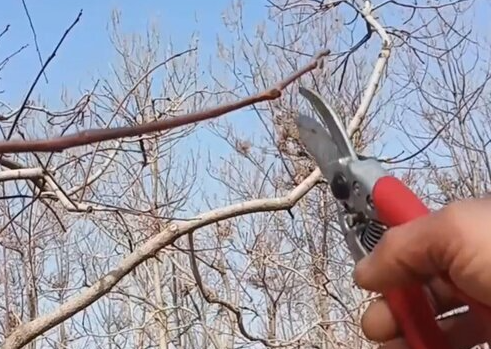柿子树什么时候剪枝合适