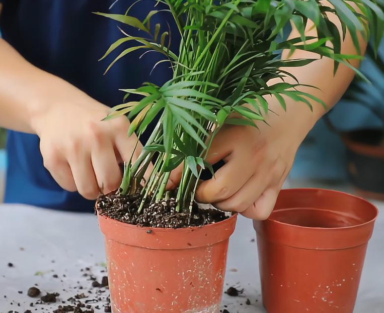 袖珍椰子什么时候换盆合适