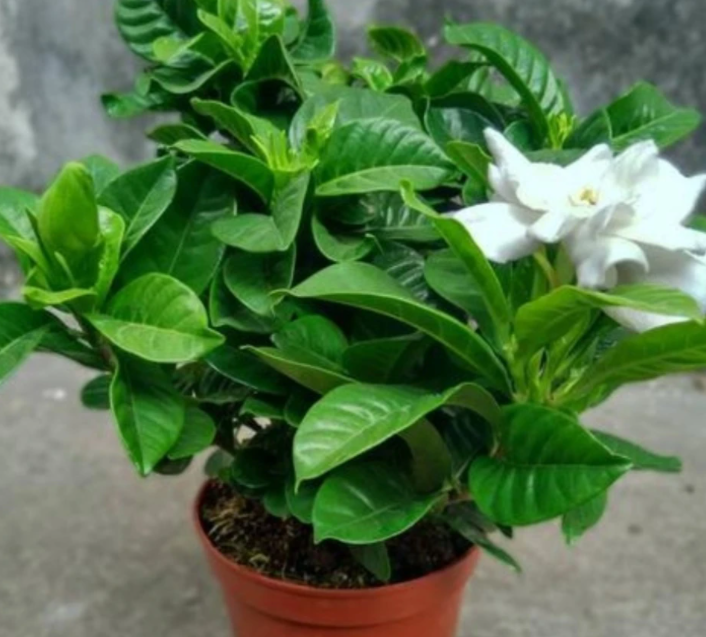 花草用什么肥料最好