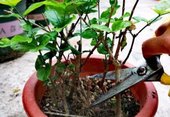 茉莉花什么时候剪枝合适