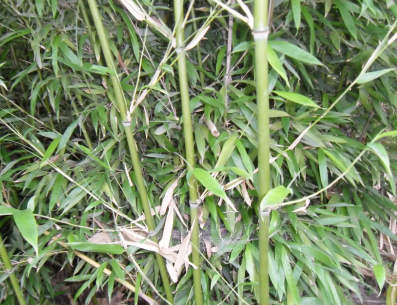 竹子用什么肥料最好