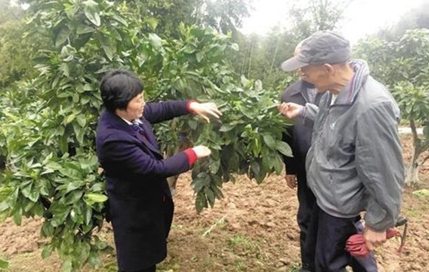 柚子树什么时候剪枝合适