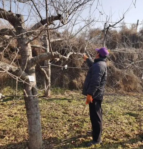 苹果树什么时候剪枝合适