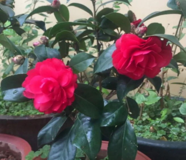 山茶花什么时候换盆合适