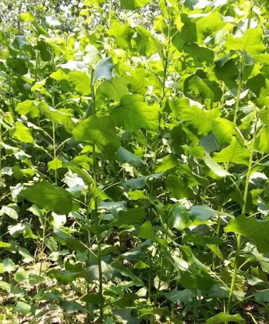 杨树追肥用什么肥料好