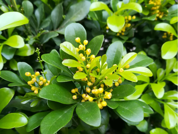 米兰花什么时候换盆合适