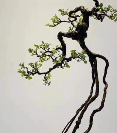 雀梅什么时候换盆合适