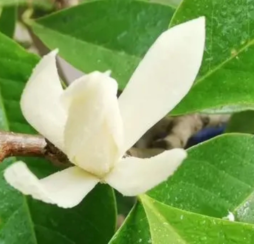 白兰花什么时候换盆合适
