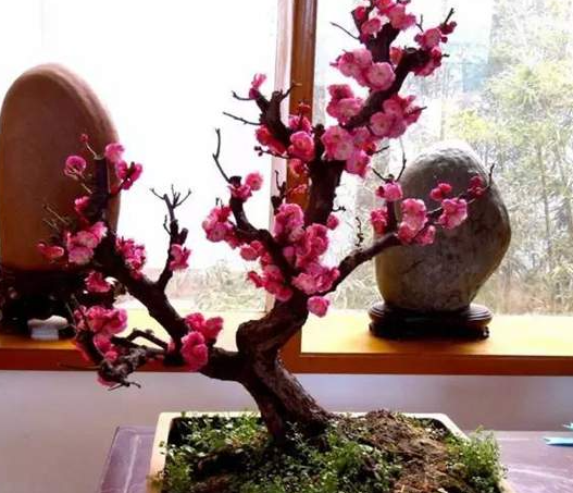 梅花什么时候换盆合适
