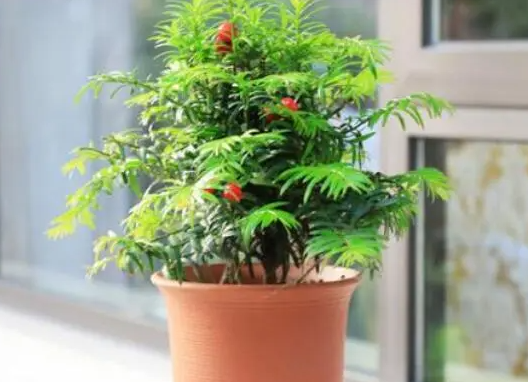 红豆杉什么时候换盆合适