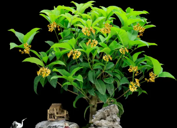 盆栽桂花什么时候换盆合适