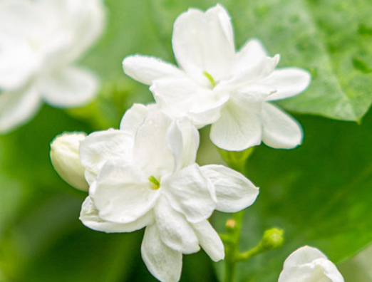茉莉花怎么养才能更旺盛