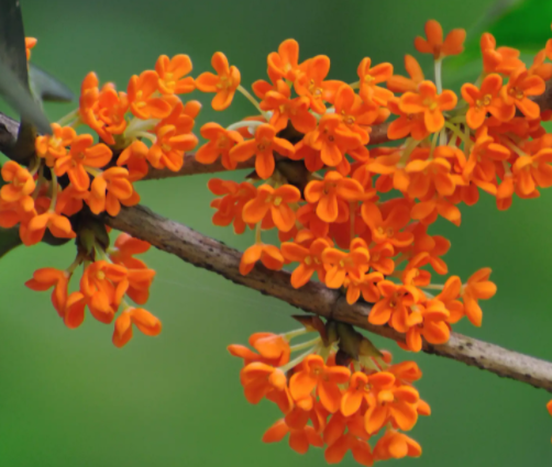 桂花怎么养才能更旺盛