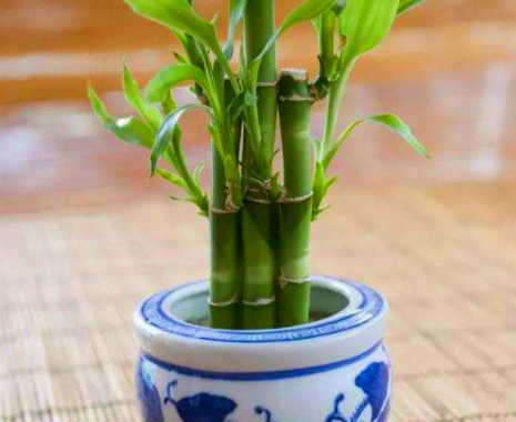 土养富贵竹怎么养才能更旺盛