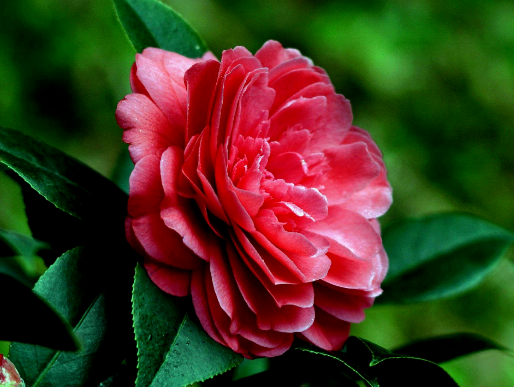 茶花怎么养才能更旺盛