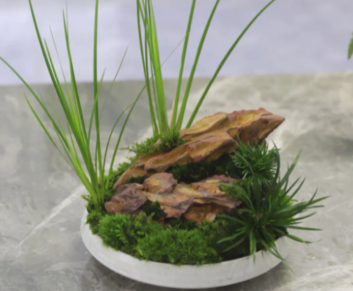 菖蒲怎么养才能更旺盛